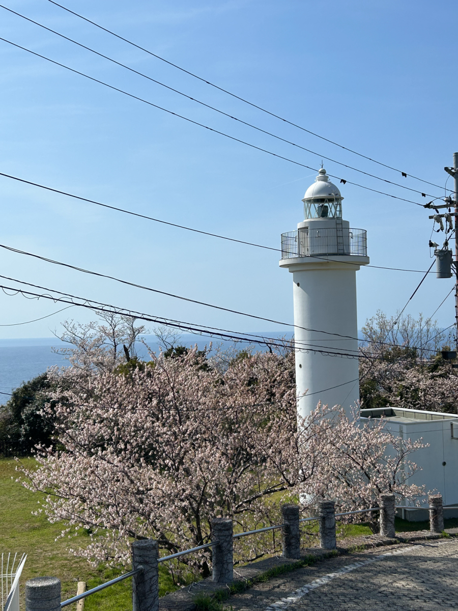 桜と灯台